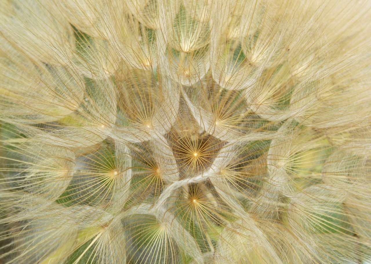 dandelion plant architecture seeds free photo
