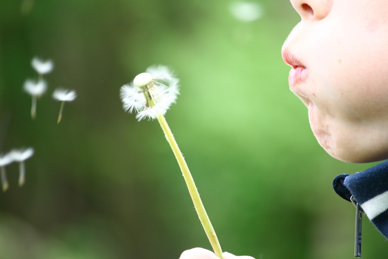 dandelion blowing childhood free photo