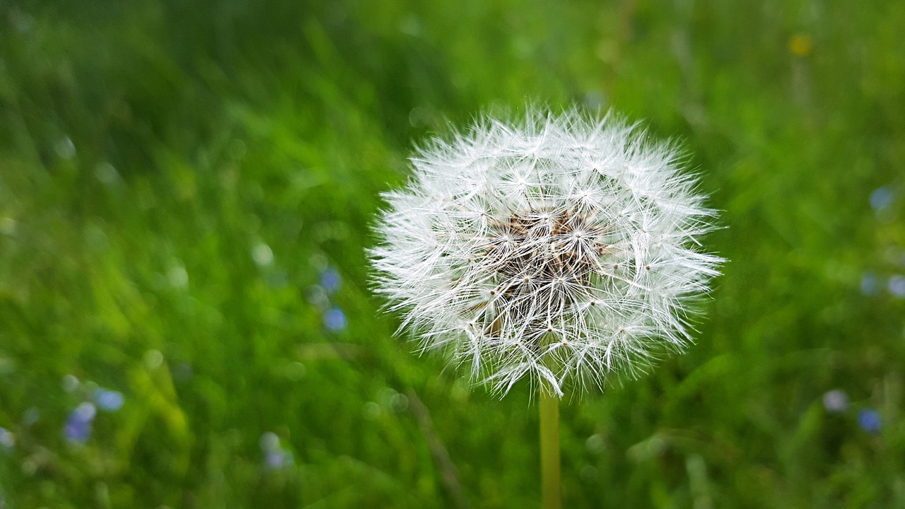 dandelion meadow nature free photo