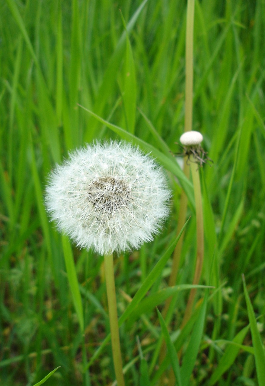 dandelion meadow green free photo