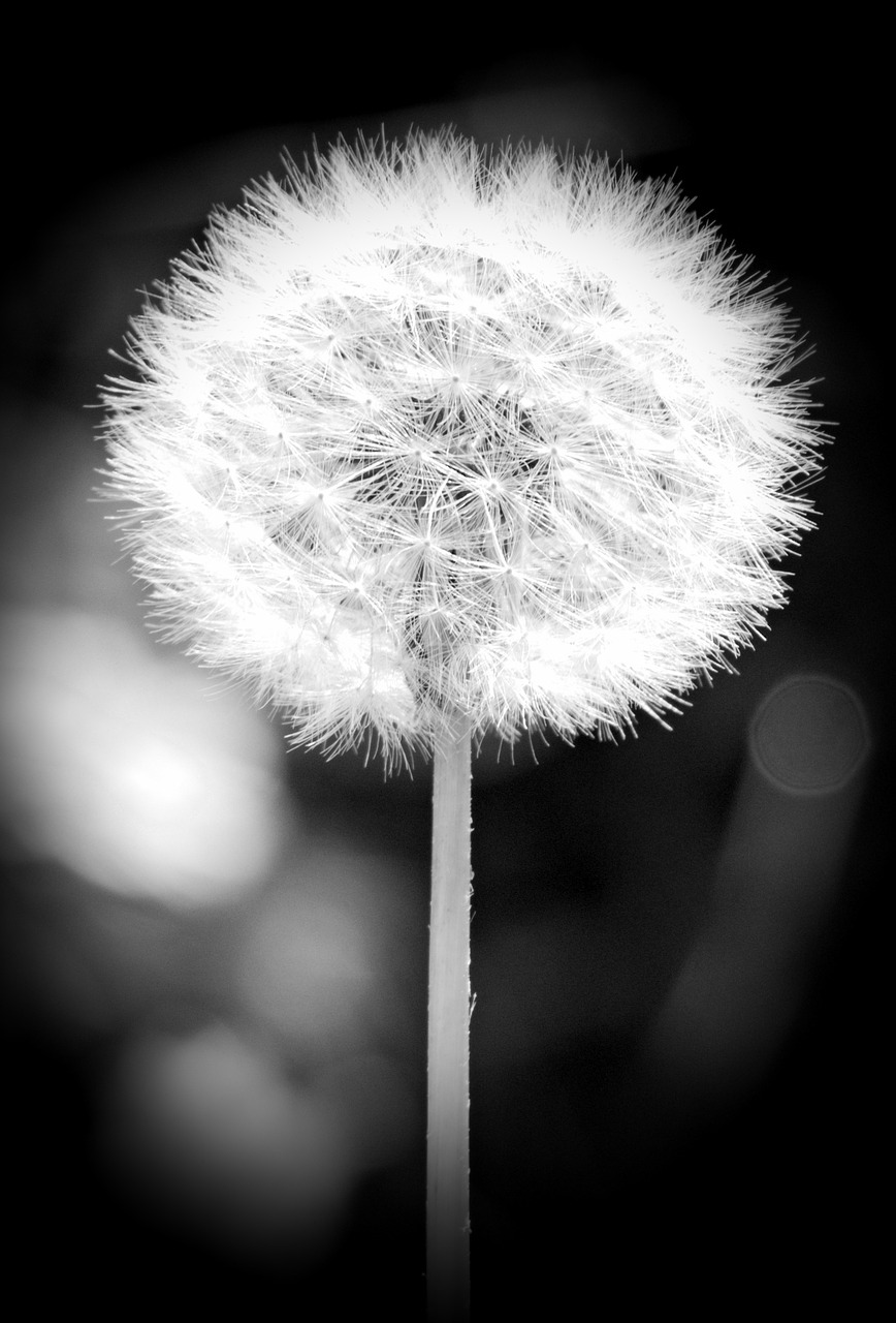 dandelion blossom bloom free photo