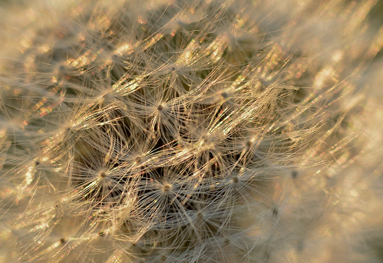 dandelion flower plant free photo