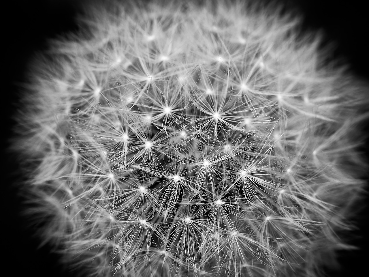 dandelion flower meadow free photo