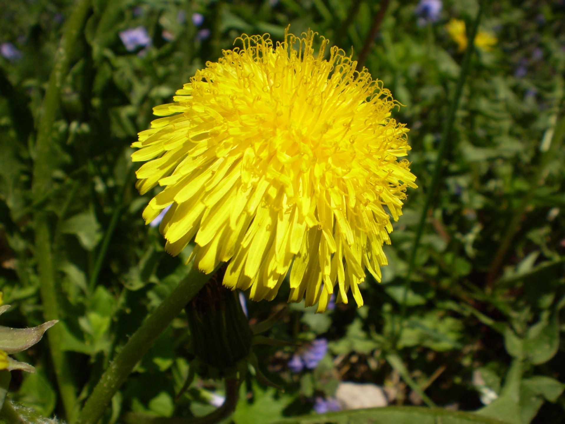 flower flowers yellow free photo