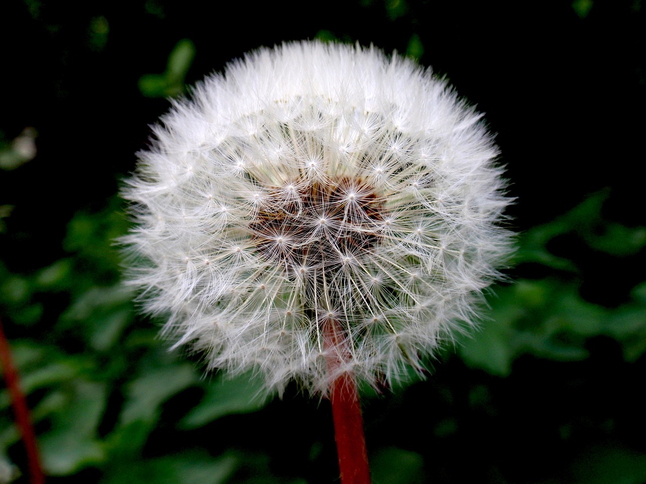 dandelion blossom bloom free photo