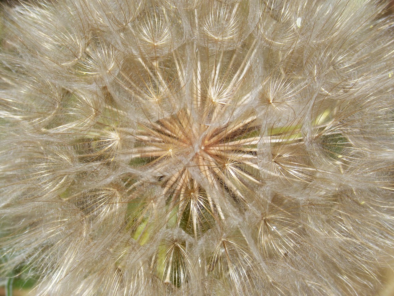 dandelion plant architecture plant geometry free photo