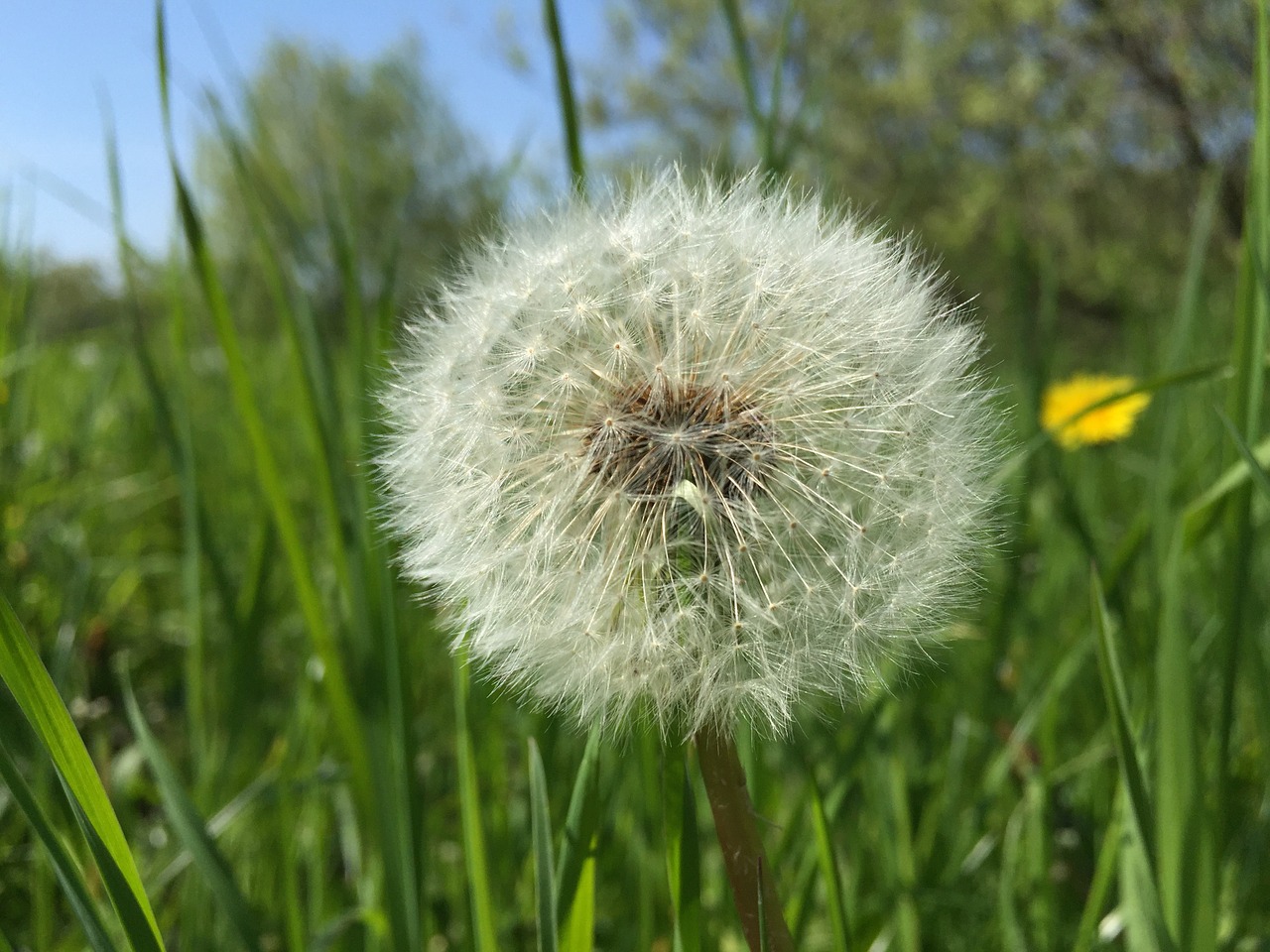 dandelion close free pictures free photo