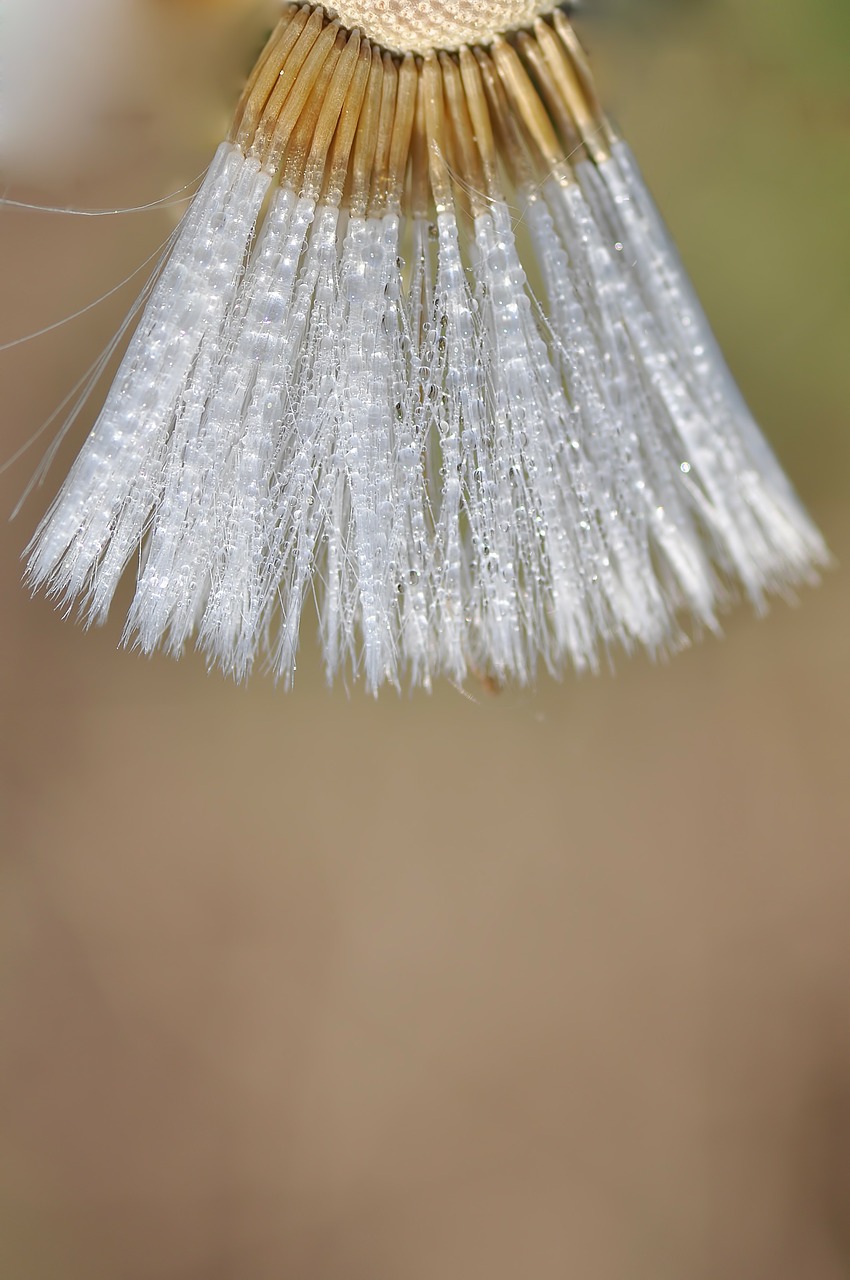 dandelion semen macro free photo