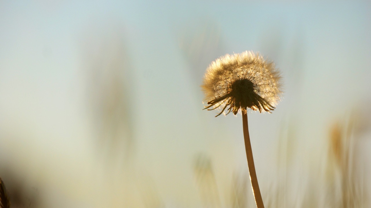 dandelion summer weeds free photo