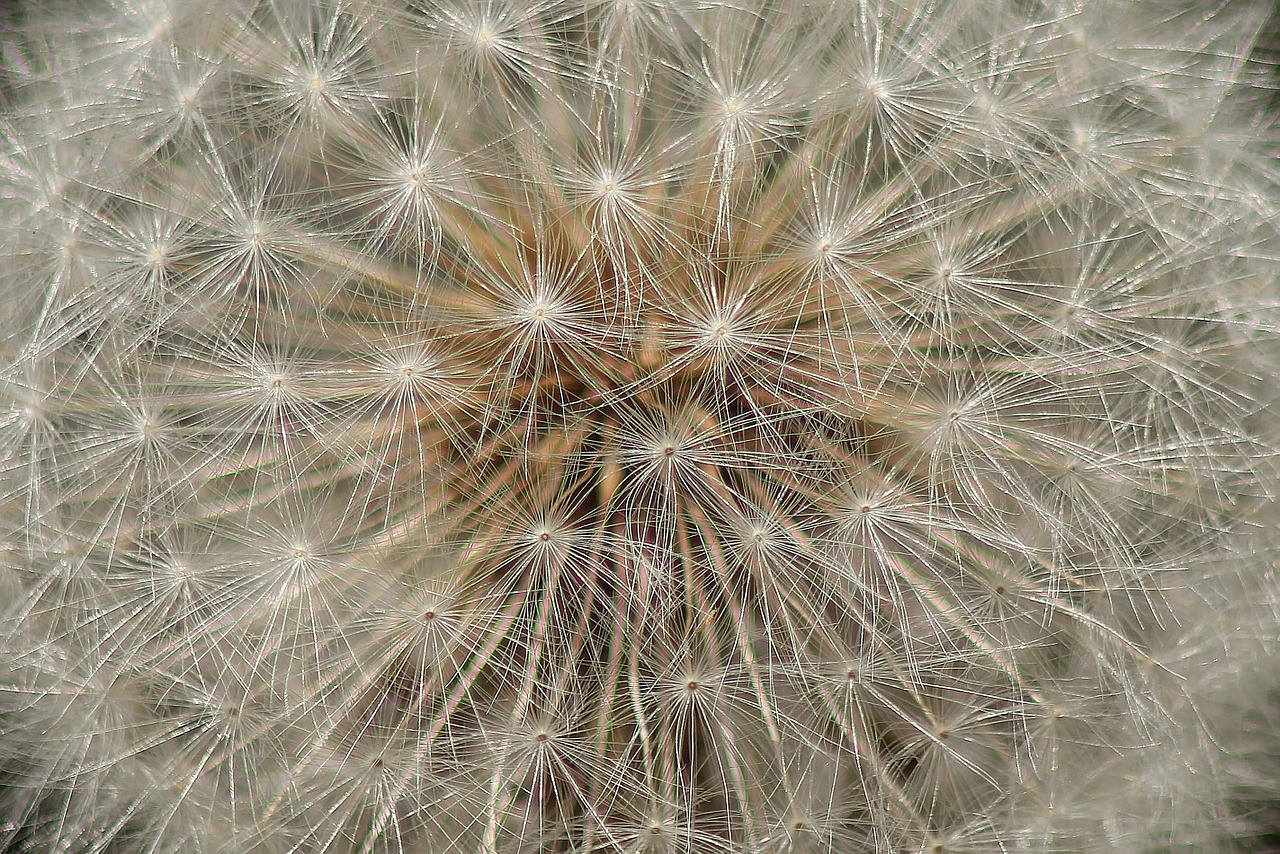 dandelion seeds flower free photo