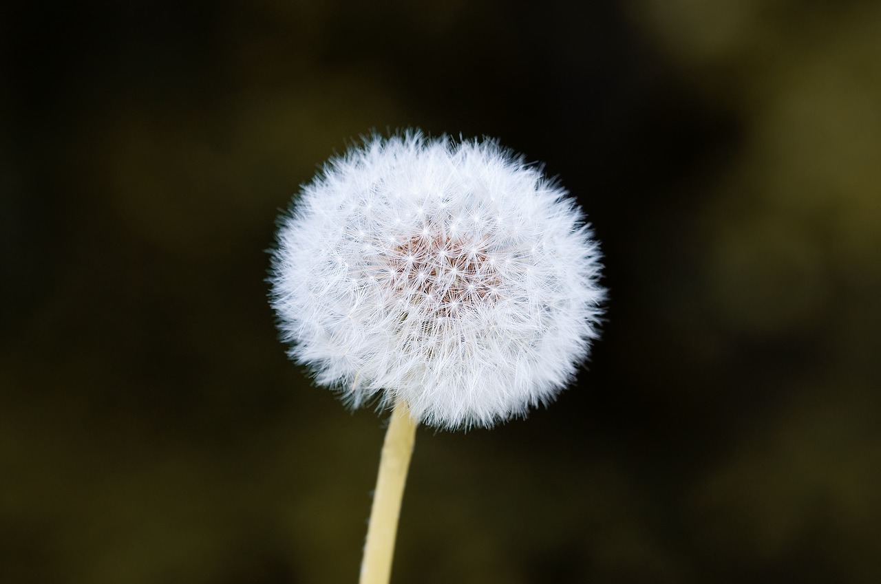 dandelion flower pointed flower free photo