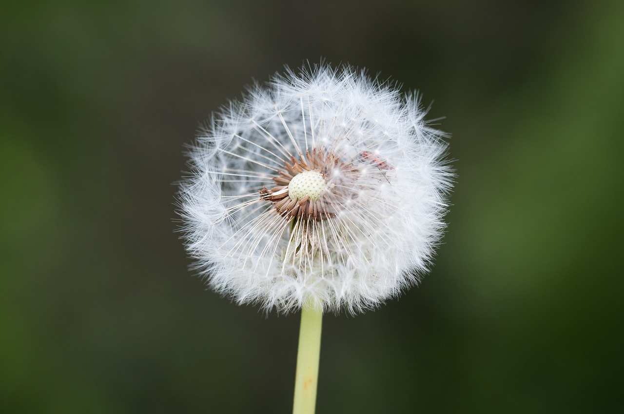 dandelion faded seeds free photo