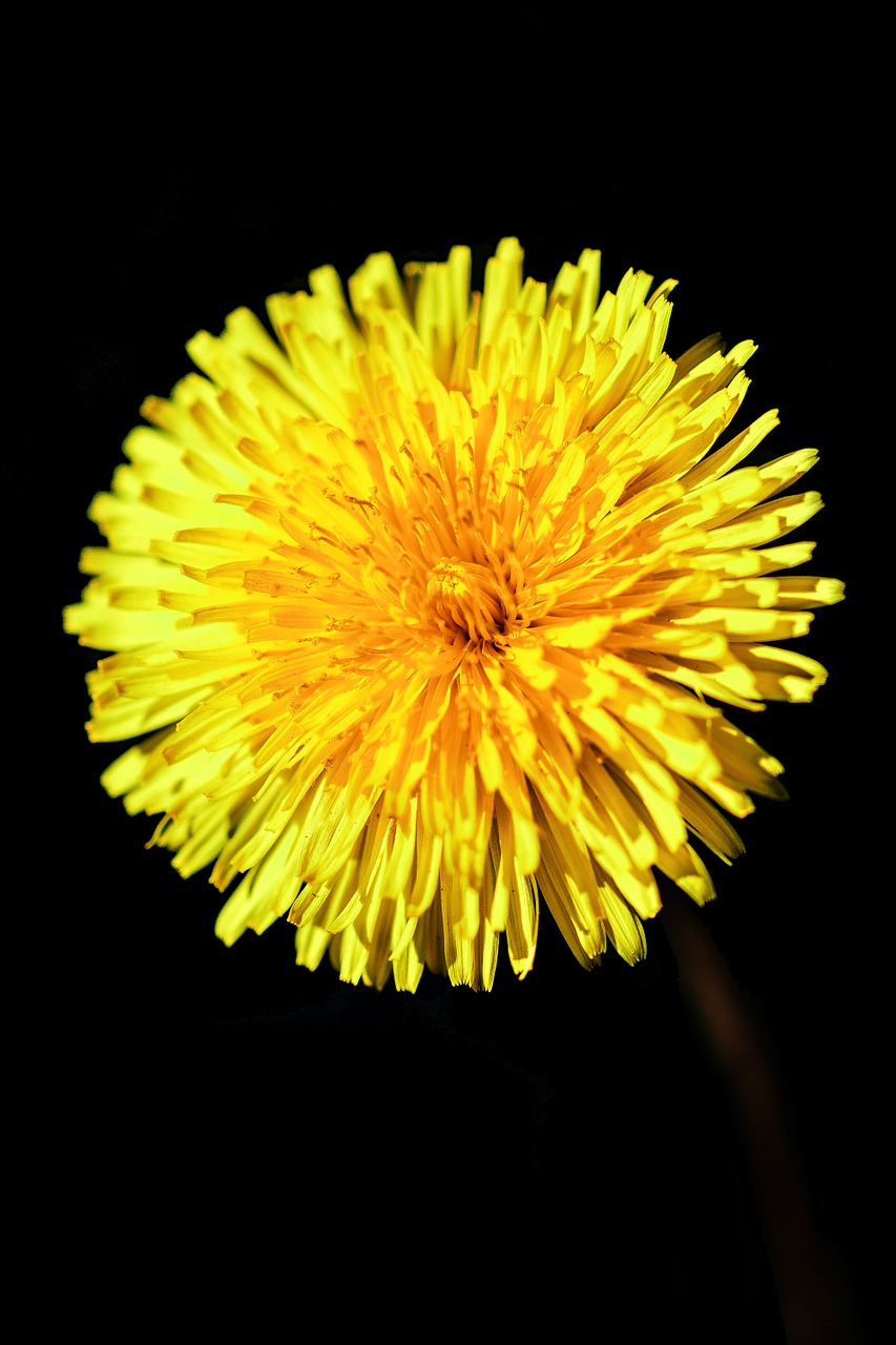 dandelion yellow nature free photo