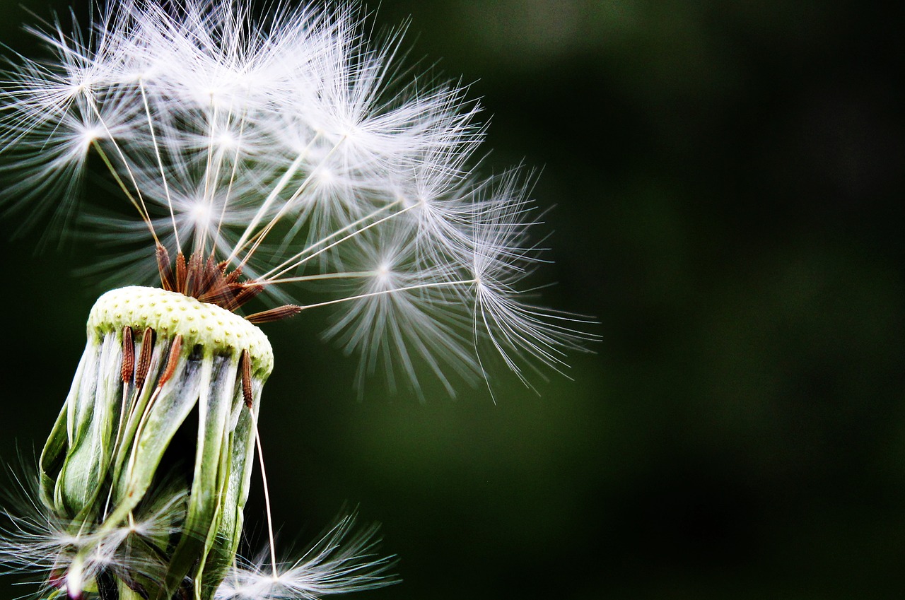 dandelion seeds pointed flower free photo