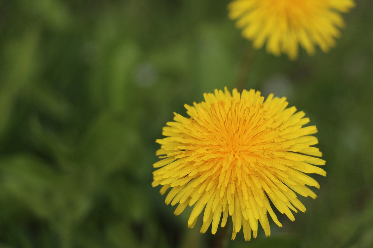 dandelion blossom bloom free photo