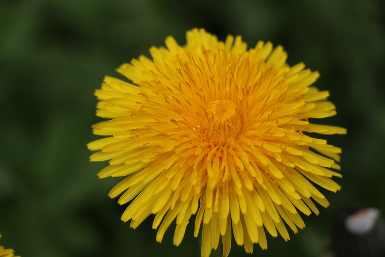 dandelion blossom bloom free photo