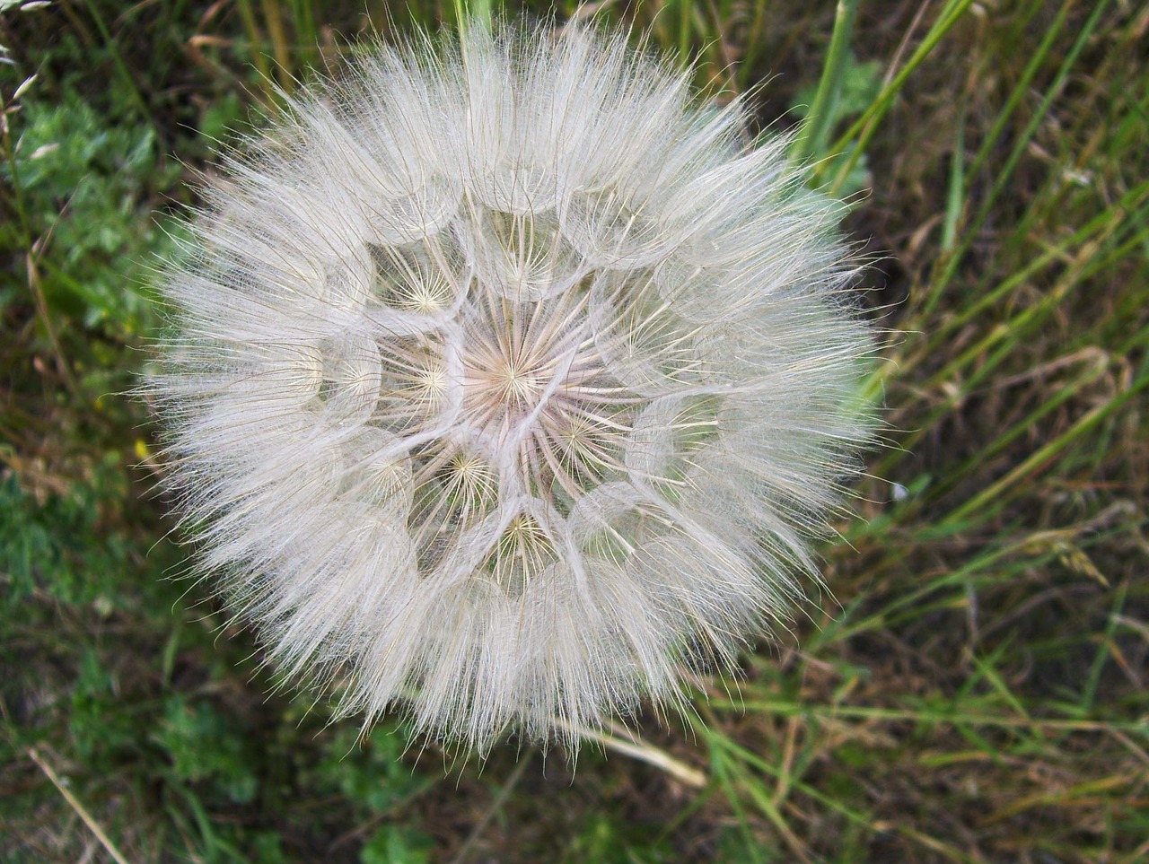 dandelion sonchus oleraceus vulgaris free photo