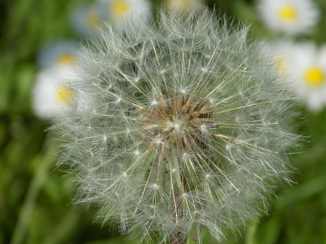 dandelion seed full free photo