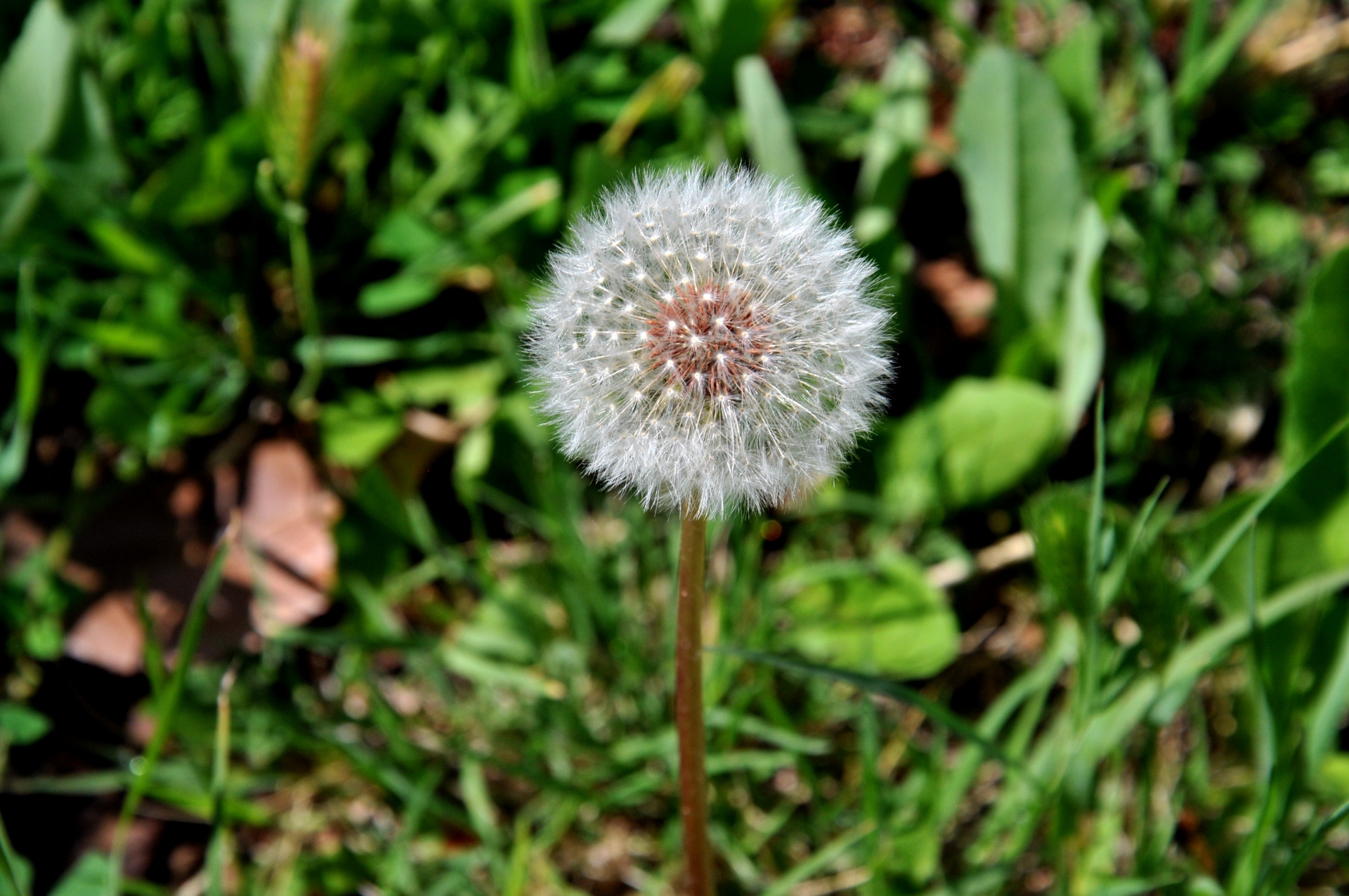 dandelion flower plant free photo