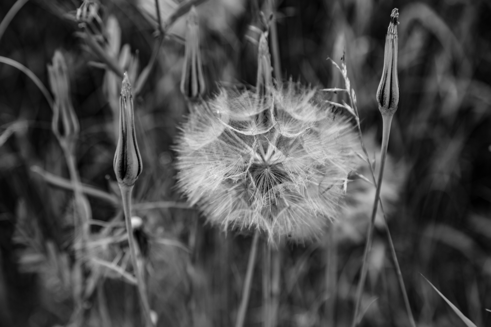 seed dandelion natural free photo