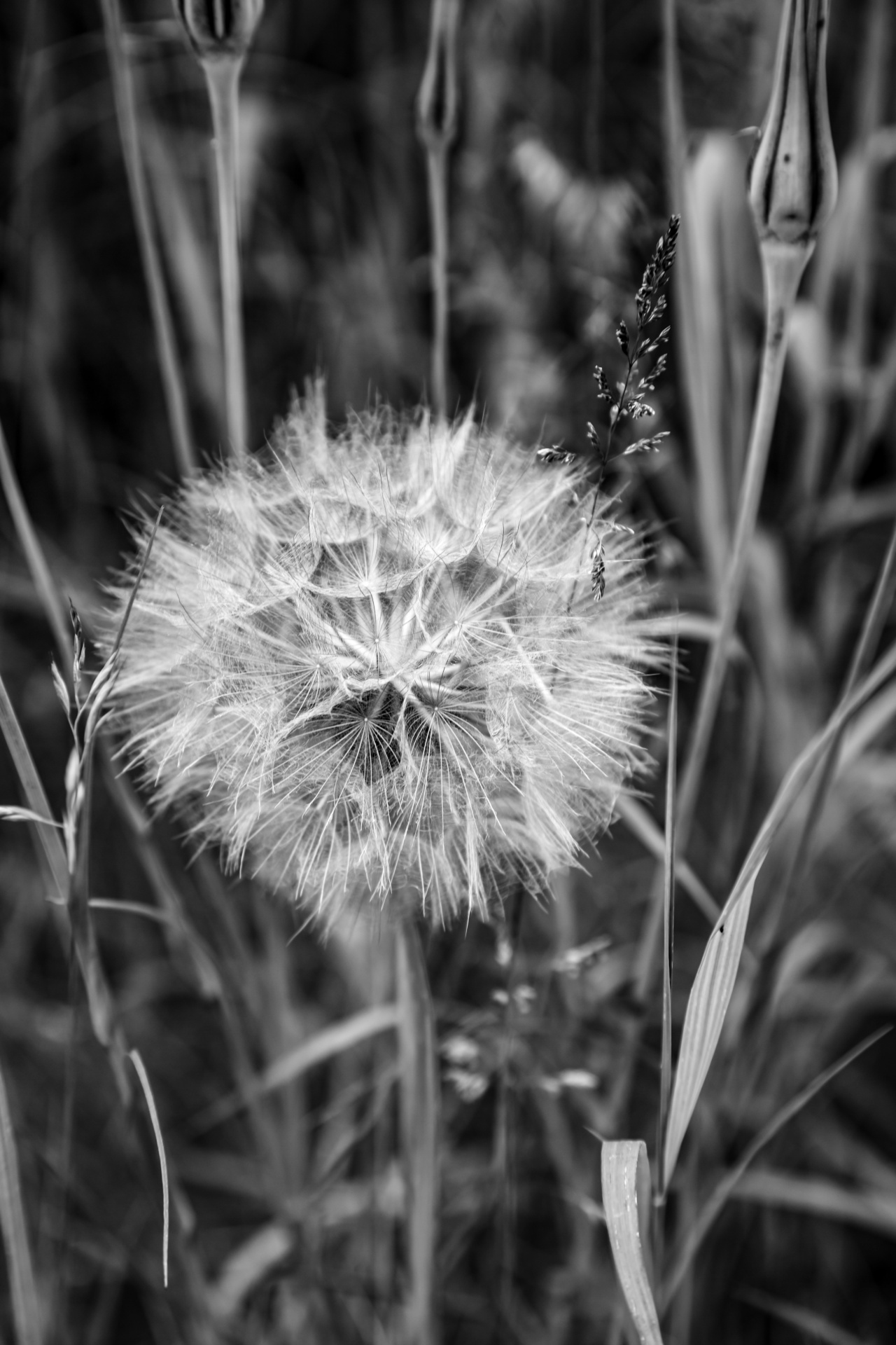 seed dandelion natural free photo