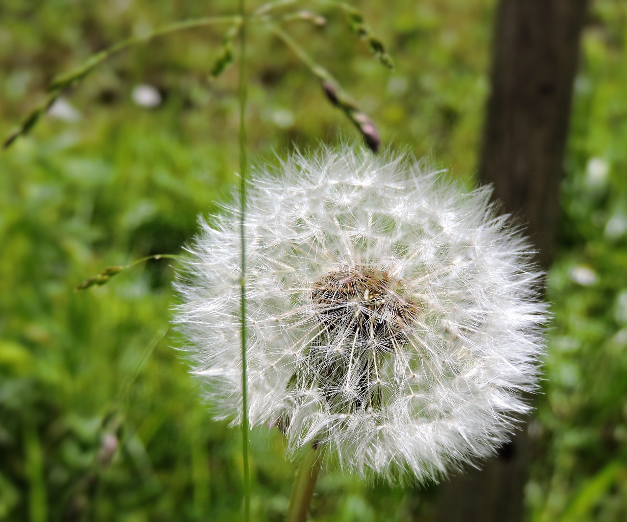 dandelion summer meadow free photo