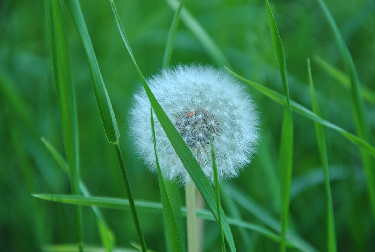 dandelion grass spring free photo