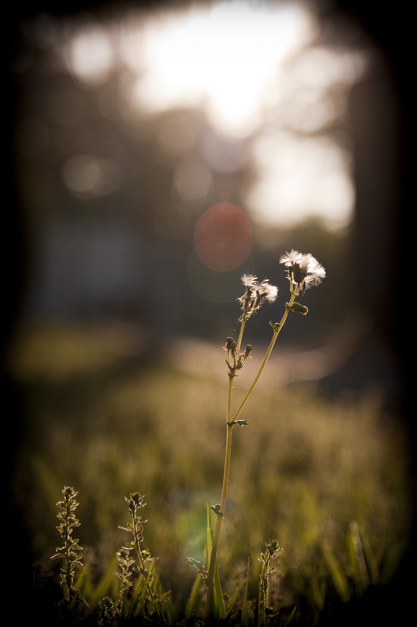 dandelion grass sunset free photo