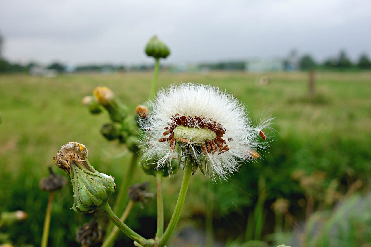 dandelion puffball blown out free photo