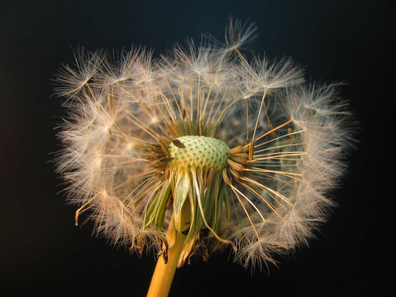 dandelion seeds weed free photo
