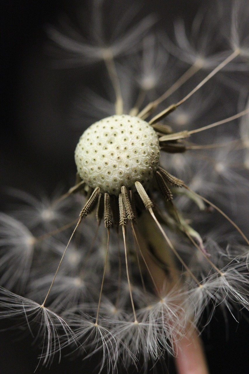 dandelion seed head nature free photo