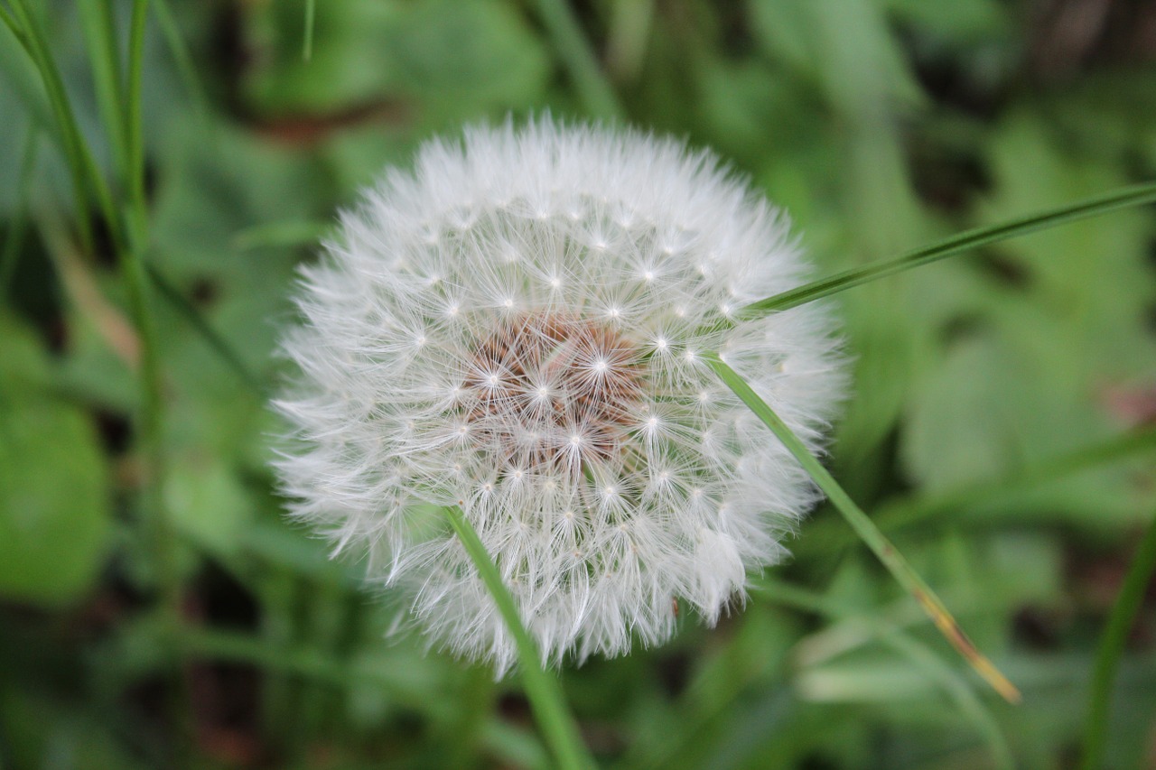 dandelion meadow flower free photo