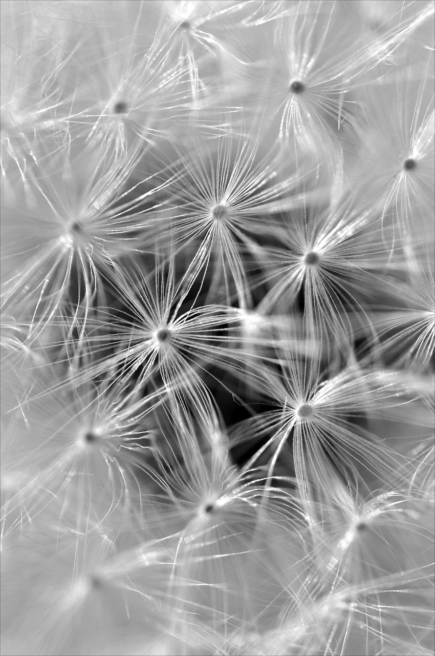 dandelion seeds close free photo