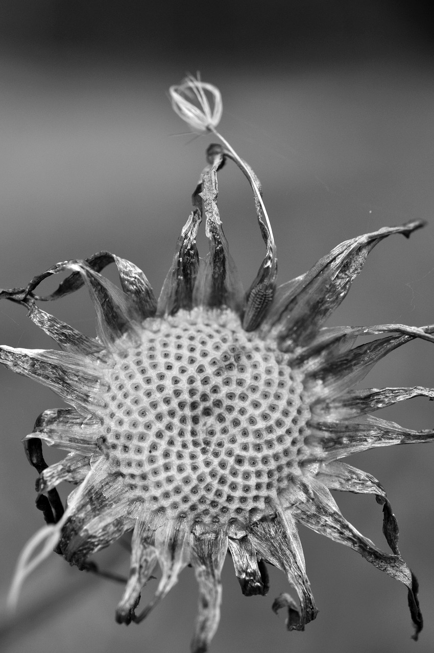 dandelion flourished from seeds free photo