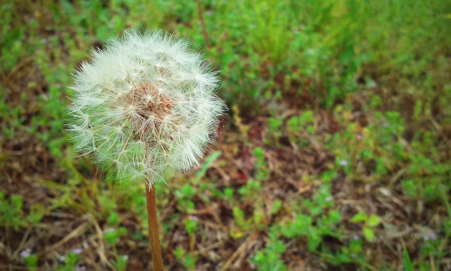 flower floral grass free photo