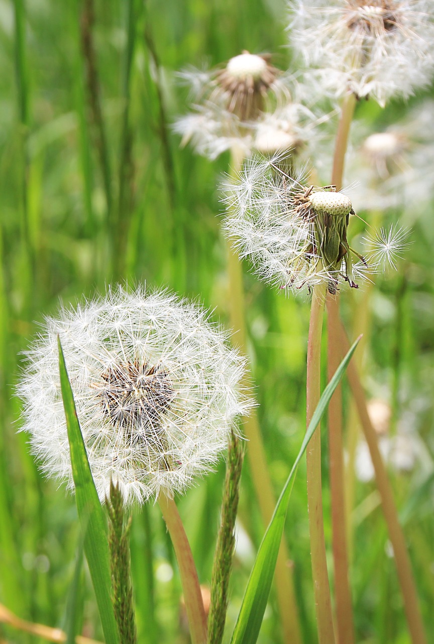 dandelion meadow flower meadow free photo