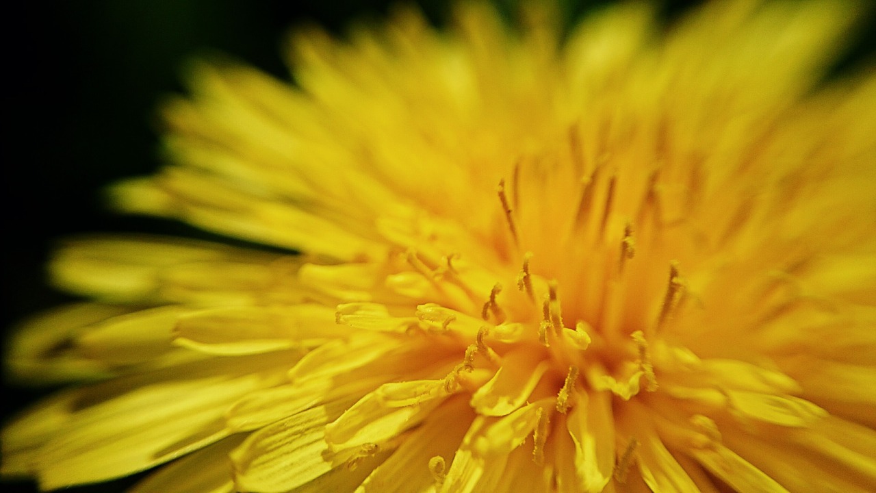 dandelion leipzig macro free photo