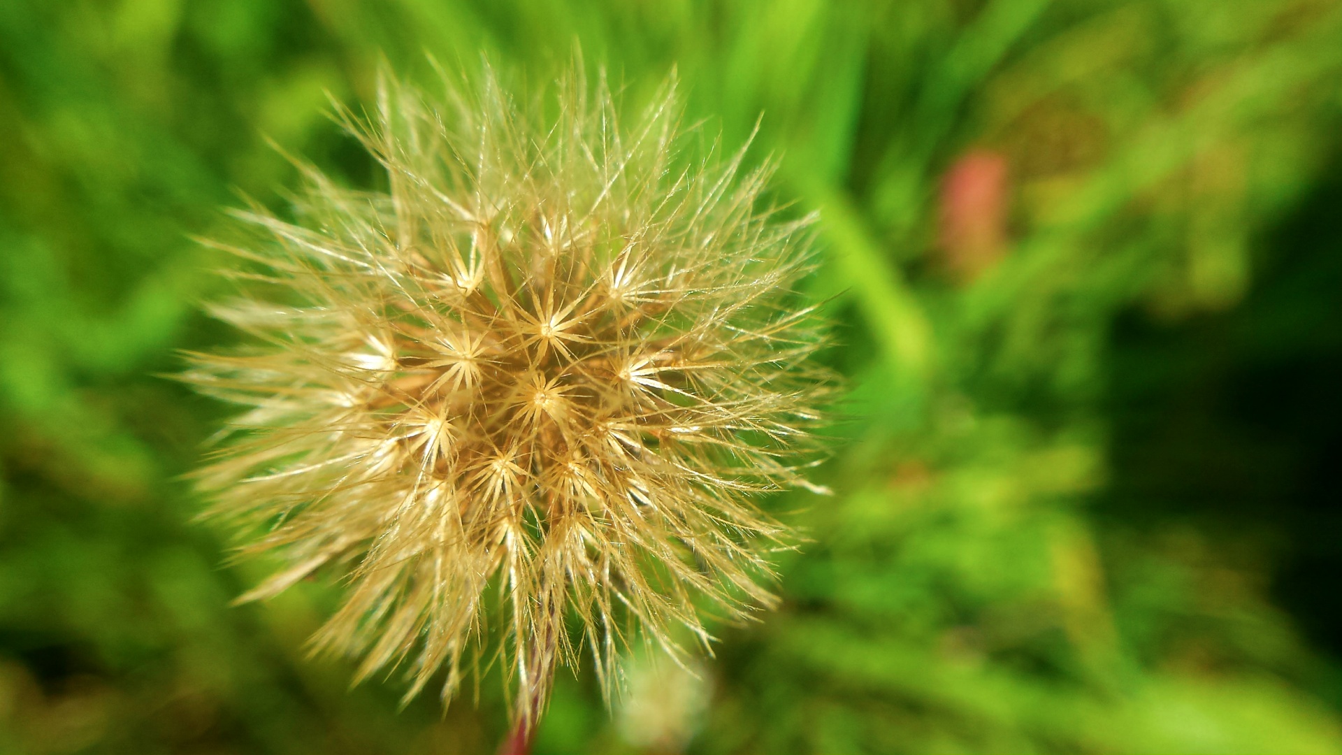 dandelion nature close-up free photo