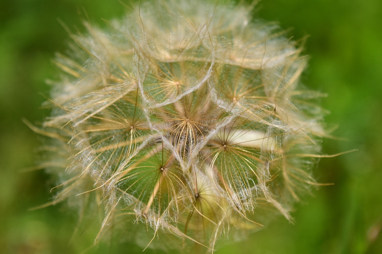 had salsify dandelion seeds free photo