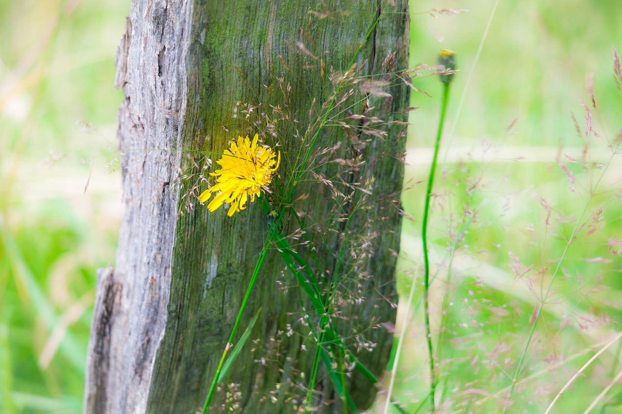 Dandelion,fence,pile,fence post,blossom - free image from needpix.com