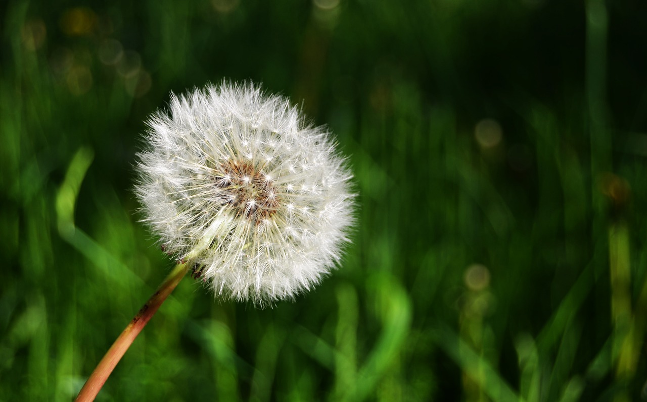 dandelion flower pointed flower free photo