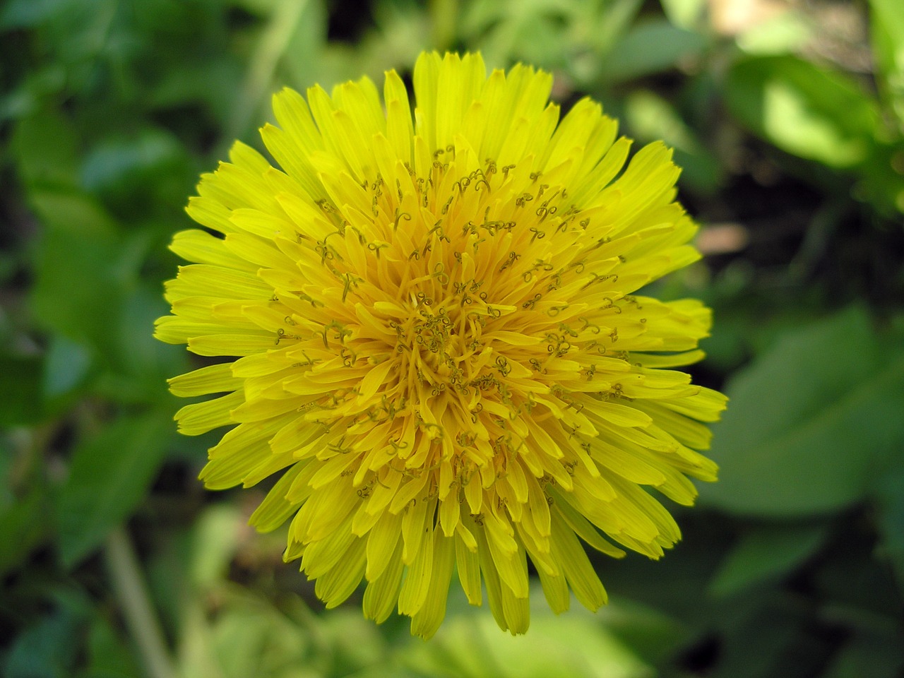 dandelion yellow flower free photo