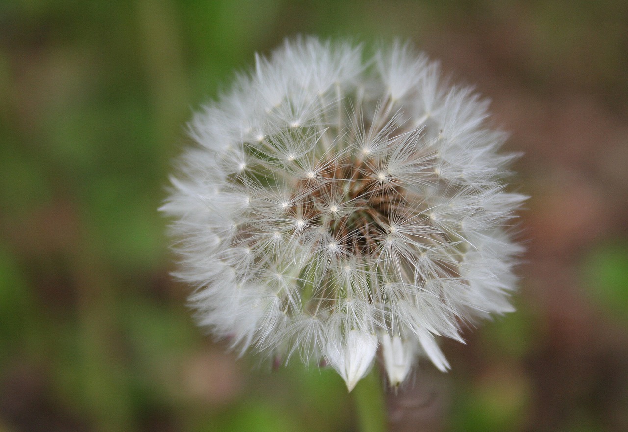 dandelion close infructescence free photo