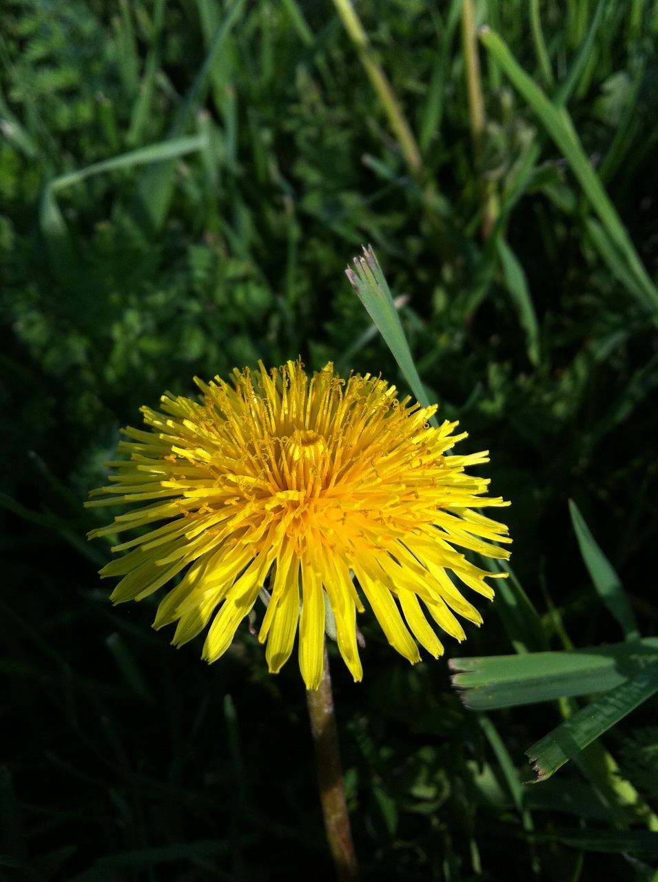 dandelion grass wildflower free photo