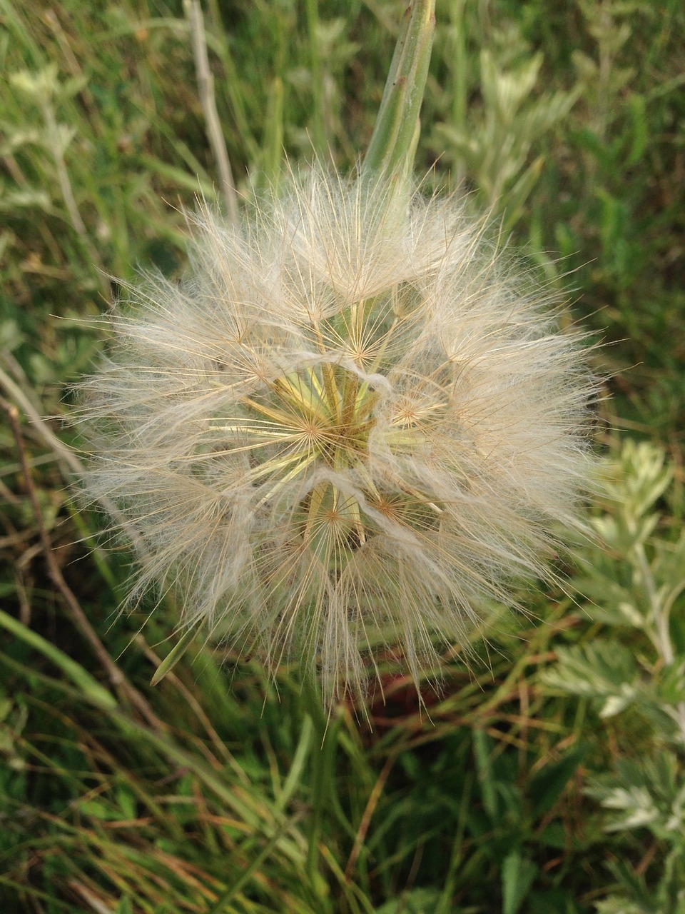 dandelion green plants summer free photo