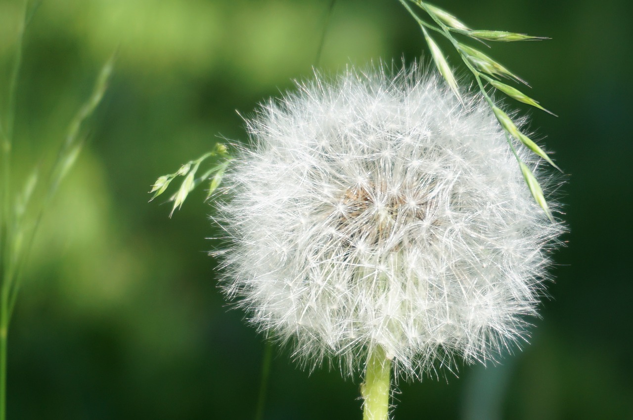 dandelion faded seeds free photo