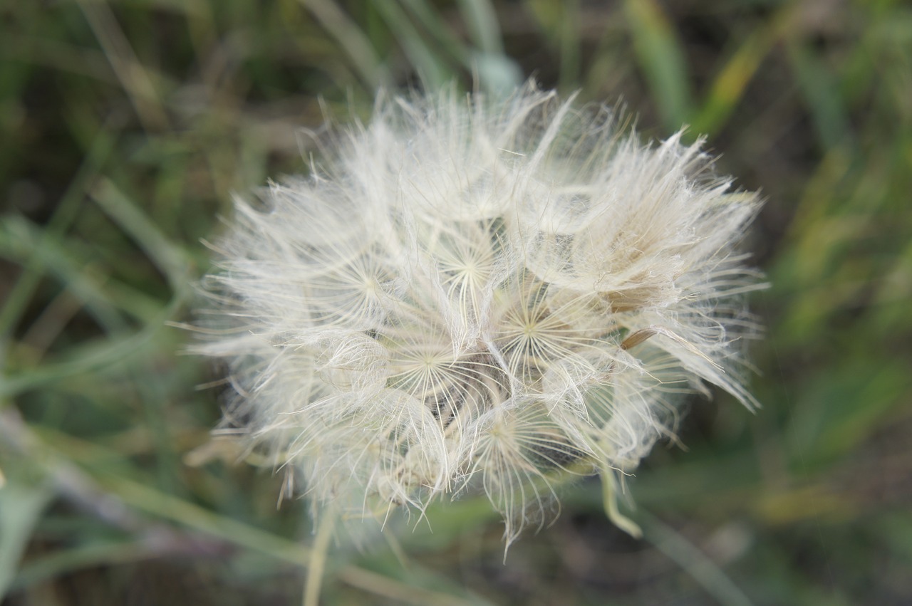 dandelion nature flower free photo