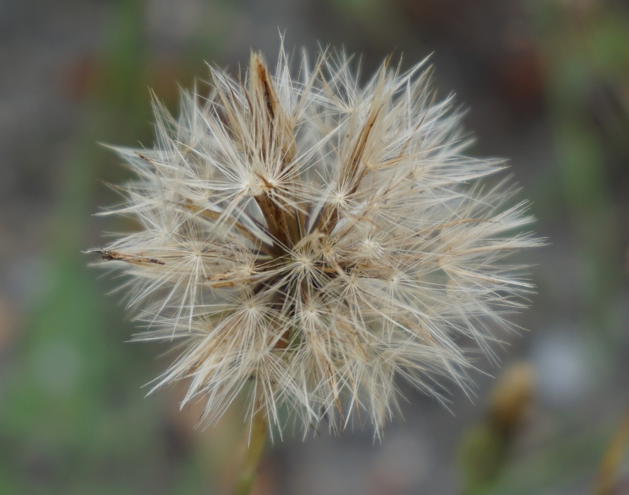 dandelion meadow seeds free photo