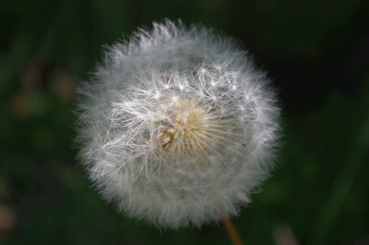 dandelion seeds nature free photo