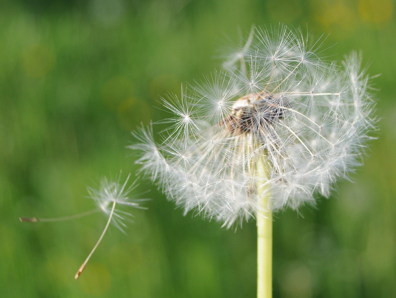 dandelion nature pointed flower free photo